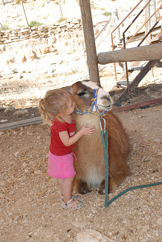 Llama_kiss.jpg